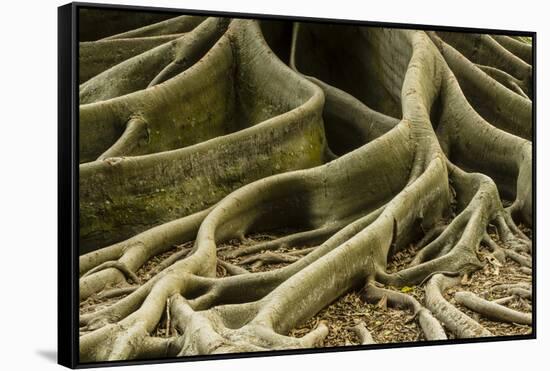 Buttress Roots of Large Evergreen Banyan Tree, Sarasota, Florida, USA-Charles Crust-Framed Stretched Canvas