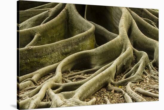 Buttress Roots of Large Evergreen Banyan Tree, Sarasota, Florida, USA-Charles Crust-Stretched Canvas