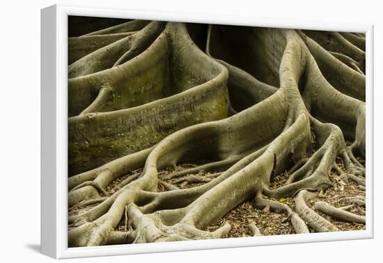 Buttress Roots of Large Evergreen Banyan Tree, Sarasota, Florida, USA-Charles Crust-Framed Photographic Print