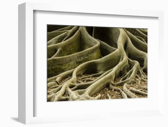 Buttress Roots of Large Evergreen Banyan Tree, Sarasota, Florida, USA-Charles Crust-Framed Photographic Print