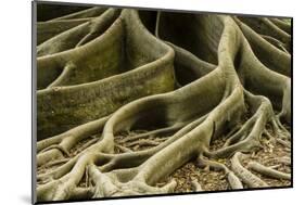 Buttress Roots of Large Evergreen Banyan Tree, Sarasota, Florida, USA-Charles Crust-Mounted Photographic Print