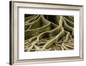 Buttress Roots of Large Evergreen Banyan Tree, Sarasota, Florida, USA-Charles Crust-Framed Photographic Print