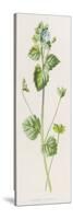 Buxbaum's Speedwell Veronica BuxbaumII-F. Edward Hulme-Stretched Canvas