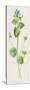 Buxbaum's Speedwell Veronica BuxbaumII-F. Edward Hulme-Stretched Canvas