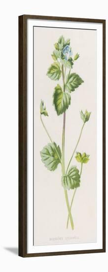 Buxbaum's Speedwell Veronica BuxbaumII-F. Edward Hulme-Framed Art Print