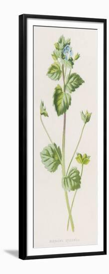 Buxbaum's Speedwell Veronica BuxbaumII-F. Edward Hulme-Framed Art Print