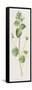 Buxbaum's Speedwell Veronica BuxbaumII-F. Edward Hulme-Framed Stretched Canvas