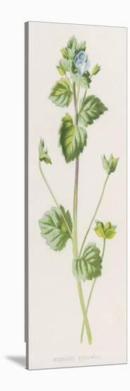 Buxbaum's Speedwell Veronica BuxbaumII-F. Edward Hulme-Stretched Canvas