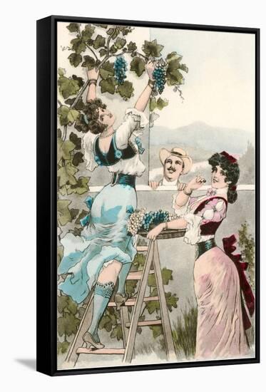 Buxom Italian Peasant Women Picking Grapes-null-Framed Stretched Canvas