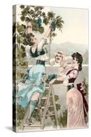 Buxom Italian Peasant Women Picking Grapes-null-Stretched Canvas