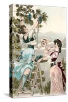 Buxom Italian Peasant Women Picking Grapes-null-Stretched Canvas