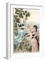 Buxom Italian Peasant Women Picking Grapes-null-Framed Art Print