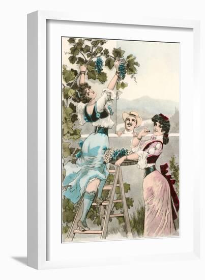 Buxom Italian Peasant Women Picking Grapes-null-Framed Art Print