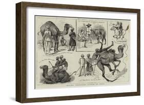 Buying Transport Cattle in India-null-Framed Giclee Print