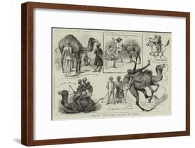 Buying Transport Cattle in India-null-Framed Giclee Print