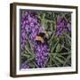 Buzz - Bumble Bee on Lavender-Kirstie Adamson-Framed Giclee Print