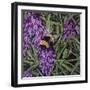 Buzz - Bumble Bee on Lavender-Kirstie Adamson-Framed Giclee Print