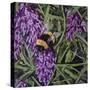 Buzz - Bumble Bee on Lavender-Kirstie Adamson-Stretched Canvas