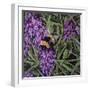 Buzz - Bumble Bee on Lavender-Kirstie Adamson-Framed Premium Giclee Print