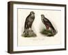 Buzzard, 1864-null-Framed Giclee Print