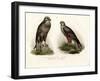 Buzzard, 1864-null-Framed Giclee Print