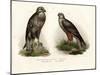 Buzzard, 1864-null-Mounted Giclee Print