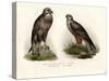 Buzzard, 1864-null-Stretched Canvas