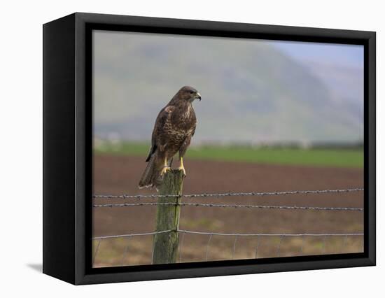 Buzzard (Buteo Buteo), Captive, United Kingdom, Europe-Ann & Steve Toon-Framed Stretched Canvas