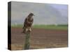 Buzzard (Buteo Buteo), Captive, United Kingdom, Europe-Ann & Steve Toon-Stretched Canvas