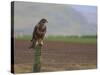 Buzzard (Buteo Buteo), Captive, United Kingdom, Europe-Ann & Steve Toon-Stretched Canvas