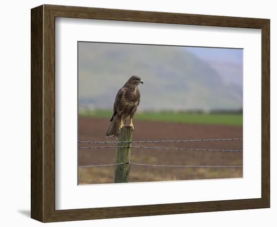 Buzzard (Buteo Buteo), Captive, United Kingdom, Europe-Ann & Steve Toon-Framed Photographic Print