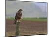 Buzzard (Buteo Buteo), Captive, United Kingdom, Europe-Ann & Steve Toon-Mounted Photographic Print