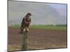 Buzzard (Buteo Buteo), Captive, United Kingdom, Europe-Ann & Steve Toon-Mounted Photographic Print