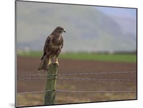 Buzzard (Buteo Buteo), Captive, United Kingdom, Europe-Ann & Steve Toon-Mounted Photographic Print