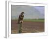 Buzzard (Buteo Buteo), Captive, United Kingdom, Europe-Ann & Steve Toon-Framed Photographic Print