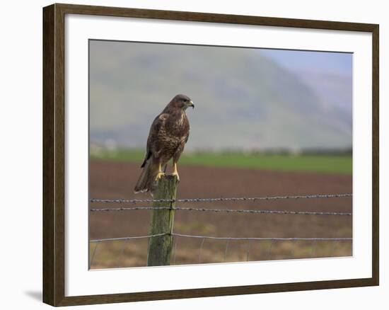 Buzzard (Buteo Buteo), Captive, United Kingdom, Europe-Ann & Steve Toon-Framed Photographic Print