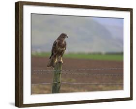 Buzzard (Buteo Buteo), Captive, United Kingdom, Europe-Ann & Steve Toon-Framed Photographic Print