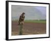 Buzzard (Buteo Buteo), Captive, United Kingdom, Europe-Ann & Steve Toon-Framed Photographic Print