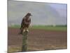 Buzzard (Buteo Buteo), Captive, United Kingdom, Europe-Ann & Steve Toon-Mounted Photographic Print