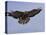 Buzzard (Buteo Buteo), Flying, Captive, Cumbria, England, United Kingdom-Steve & Ann Toon-Stretched Canvas