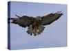 Buzzard (Buteo Buteo), Flying, Captive, Cumbria, England, United Kingdom-Steve & Ann Toon-Stretched Canvas