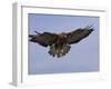 Buzzard (Buteo Buteo), Flying, Captive, Cumbria, England, United Kingdom-Steve & Ann Toon-Framed Photographic Print