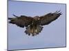 Buzzard (Buteo Buteo), Flying, Captive, Cumbria, England, United Kingdom-Steve & Ann Toon-Mounted Photographic Print