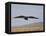 Buzzard (Buteo Buteo), Flying Over Farmland, Captive, Cumbria, England, United Kingdom-Steve & Ann Toon-Framed Stretched Canvas