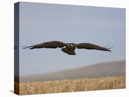 Buzzard (Buteo Buteo), Flying Over Farmland, Captive, Cumbria, England, United Kingdom-Steve & Ann Toon-Stretched Canvas