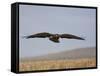 Buzzard (Buteo Buteo), Flying Over Farmland, Captive, Cumbria, England, United Kingdom-Steve & Ann Toon-Framed Stretched Canvas