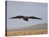 Buzzard (Buteo Buteo), Flying Over Farmland, Captive, Cumbria, England, United Kingdom-Steve & Ann Toon-Stretched Canvas