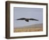 Buzzard (Buteo Buteo), Flying Over Farmland, Captive, Cumbria, England, United Kingdom-Steve & Ann Toon-Framed Photographic Print