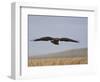 Buzzard (Buteo Buteo), Flying Over Farmland, Captive, Cumbria, England, United Kingdom-Steve & Ann Toon-Framed Photographic Print