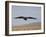 Buzzard (Buteo Buteo), Flying Over Farmland, Captive, Cumbria, England, United Kingdom-Steve & Ann Toon-Framed Photographic Print